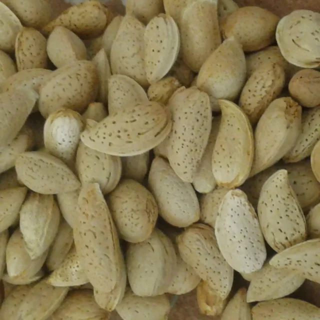 بادام درختی (تلخ)